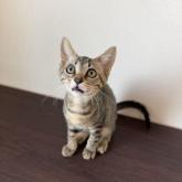 雑種