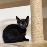 雑種