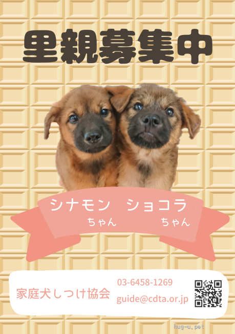 譲渡会 保護犬譲渡会 in 台東区♪(東京都)｜ハグー -みんなのペット