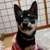 雑種