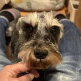 ミニチュアシュナウザー