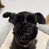 ミニチュアシュナウザー