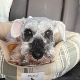 ミニチュアシュナウザー