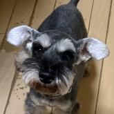 ミニチュアシュナウザー