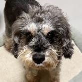 ミニチュアシュナウザー