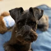 ミニチュアシュナウザー