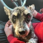 ミニチュアシュナウザー