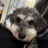 ミニチュアシュナウザー