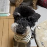 ミニチュアシュナウザー