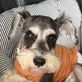 ミニチュアシュナウザー