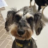 ミニチュアシュナウザー