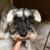 ミニチュアシュナウザー