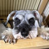 ミニチュアシュナウザー