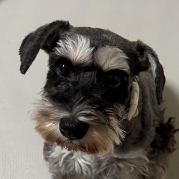 犬の里親募集】大阪府・ミニチュアシュナウザー・おとなしくて穏やかな