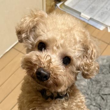 犬 × 関西／近畿 × トイプードルの里親募集一覧｜ハグー -みんなの