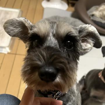 保護活動者：Schnauzer・Dog Rescue Network(大阪府大阪市東成区