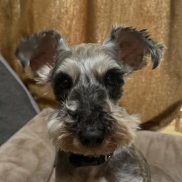 犬の里親募集】大阪府・ミニチュアシュナウザー・物静かで甘えたな
