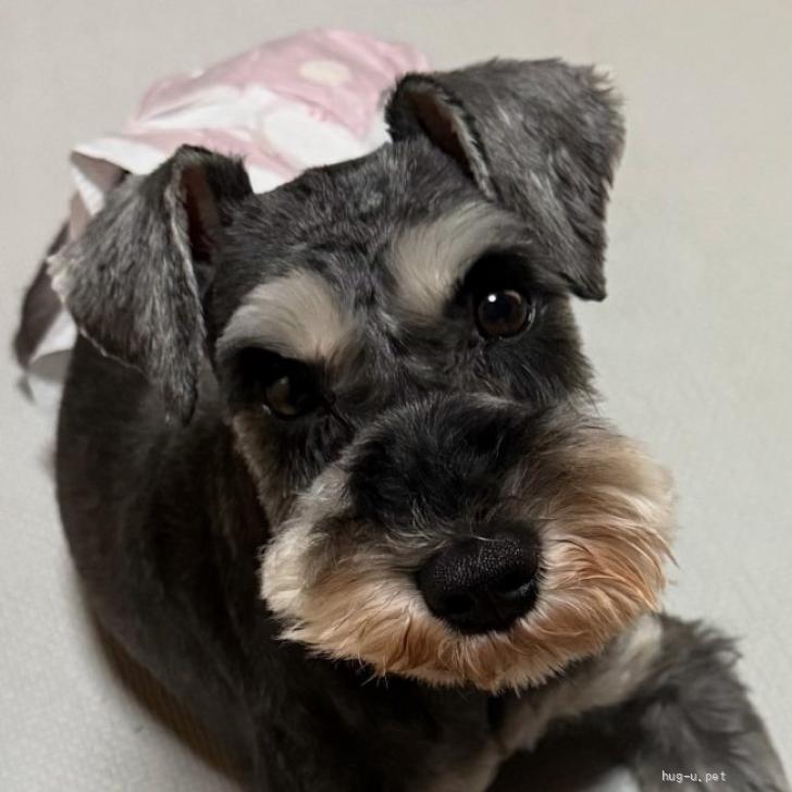 犬の里親募集】大阪府・ミニチュアシュナウザー・元気で遊び好きな