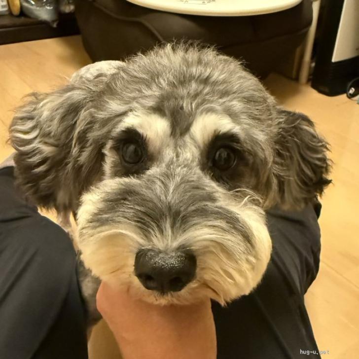 犬の里親募集】大阪府・ミニチュアシュナウザー・馴れると元気な女の子