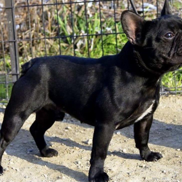 犬の里親募集】沖縄県・フレンチブルドッグ・5歳男の子フレンチ