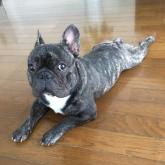 フレンチブルドッグ