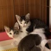 雑種