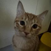 雑種