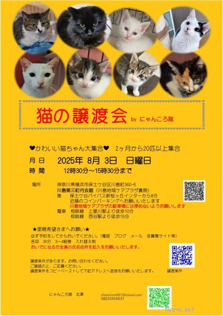 依頼者優先購入作品2　title「負けない猫」 下僕の恩返し 保護猫たちがくれたニャンデレラストーリー | 響介 |本