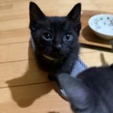 雑種