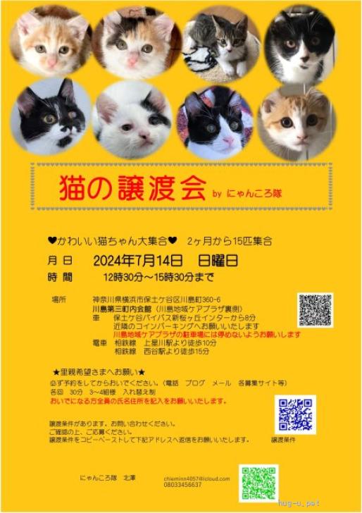 猫の里親募集】神奈川県・雑種・7/14譲渡会 茶トラの男の子 2か月のと