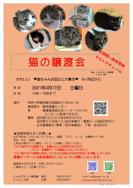 猫の里親募集 神奈川県 雑種 4 17 譲渡会参加 ２歳のキジの女の子 ハグー みんなのペット里親情報 Id 2104