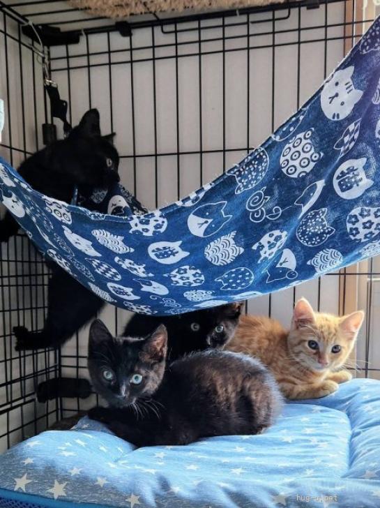 猫の里親募集】神奈川県・雑種・7/14譲渡会 茶トラの男の子 2か月のと