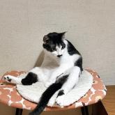 雑種