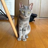 雑種