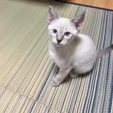 雑種