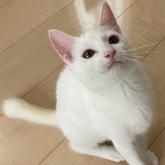 雑種