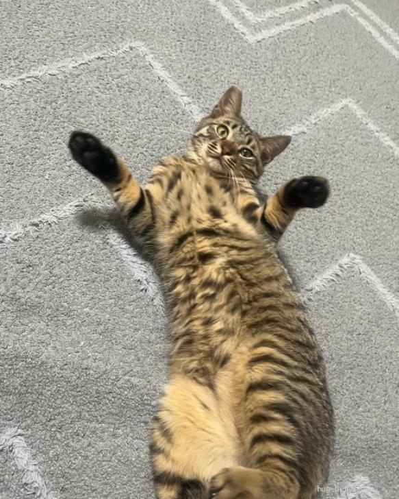 猫の里親募集】千葉県・雑種・ずんぐりむっくり《くまきちくん》4/28