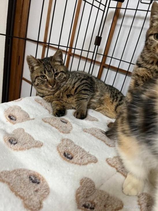 猫の里親募集】千葉県・雑種・ずんぐりむっくり《くまきちくん》4/28