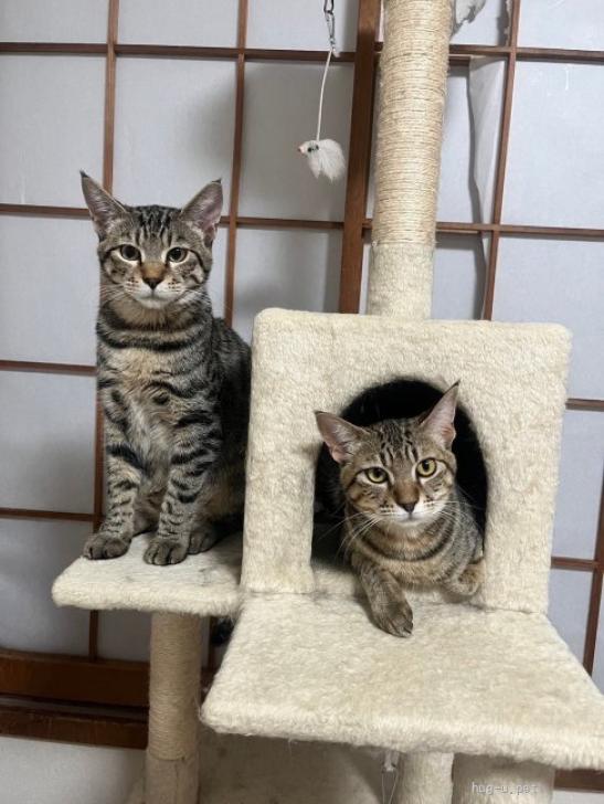 猫の里親募集】千葉県・雑種・ヒョウ柄風《そらジローくん》8/4譲渡会