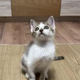 雑種