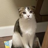 スコティッシュフォールド