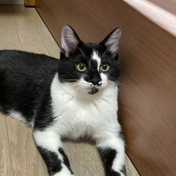 猫の里親募集】千葉県・雑種・白黒ぶちカギしっぽの男の子（ID:2206