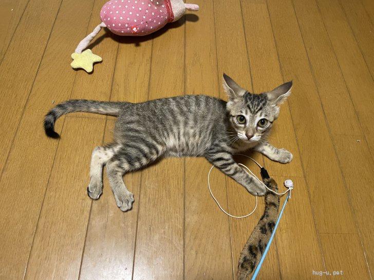 スナネコちゃんッ(ΦωΦ)♥生後3ヶ月♥他サイトにて里親様決定(ΦωΦ)♥