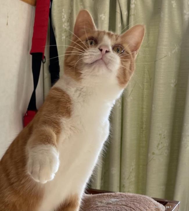 猫の里親募集】千葉県・雑種・甘ったれボーイ「フィフィ」家族募集中