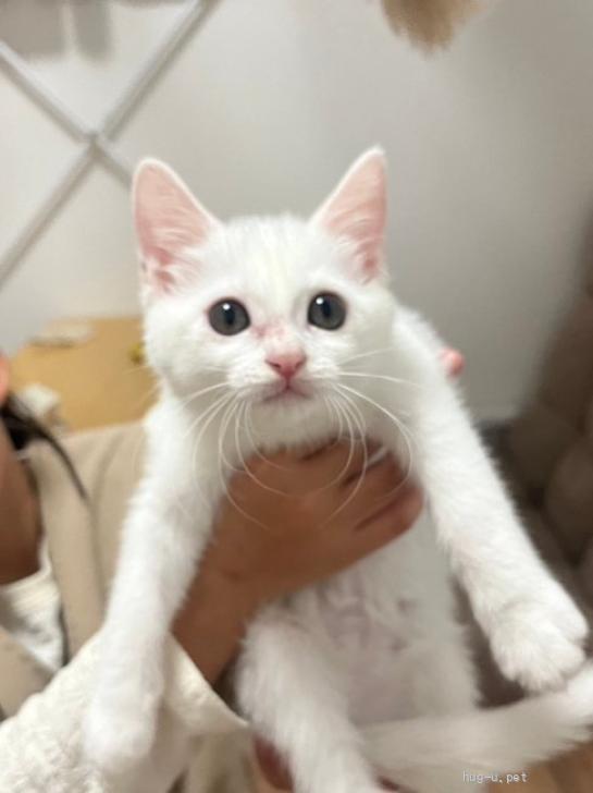 猫の里親募集】千葉県・雑種・とろけるような可愛さ 白猫 家族募集（ID