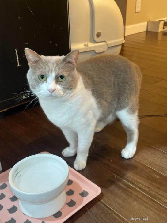 猫の里親募集】千葉県・雑種・グレー白優しいお母さん猫（ID:2609