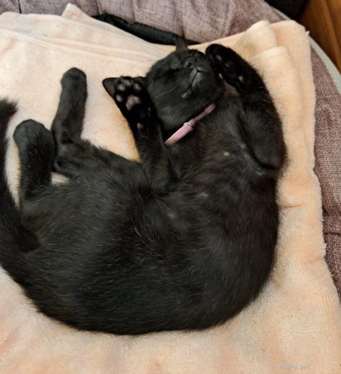 猫の里親募集】千葉県・雑種・ミルク育ち小柄な黒猫「まめ」ちゃん（ID