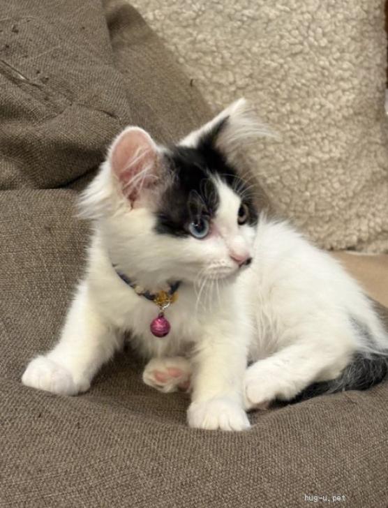 猫の里親募集】茨城県・雑種・長毛幸せを呼ぶオッドアイ 人馴れ抜群