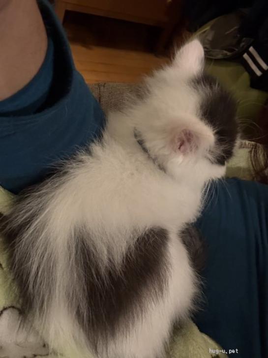 猫の里親募集】茨城県・雑種・長毛幸せを呼ぶオッドアイ 人馴れ抜群