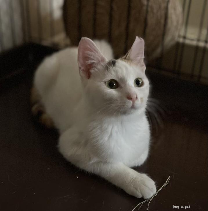 猫の里親募集】千葉県・雑種・おっとり白三毛性格もとっても良いです